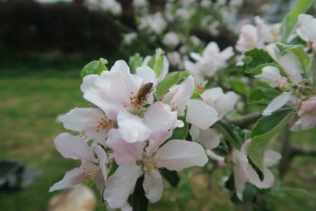 Von Bienen, Pestiziden und dem großen Aufwand, sauberen Honig zu produzieren
