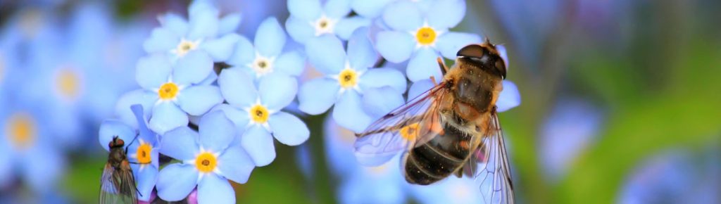 BIOLAND - Insekten Input