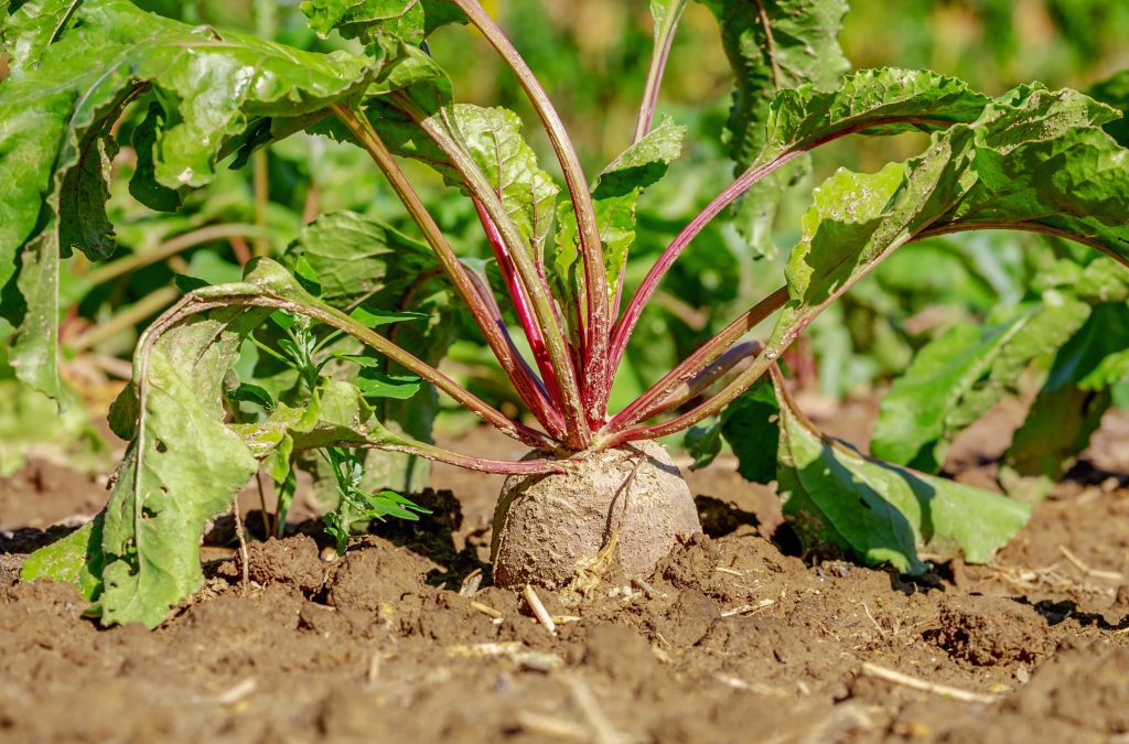 EU-Parlament gefährdet Sortenvielfalt und Ernährungssouveränität